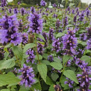 Agastache (Agastache) 'Blue Fortune'
