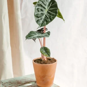 Alocasia Pink Dragon