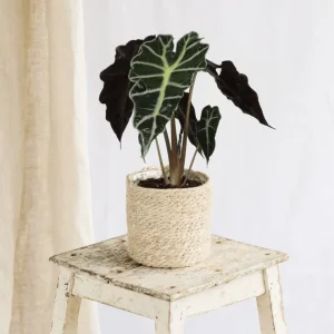 Alocasia Polly