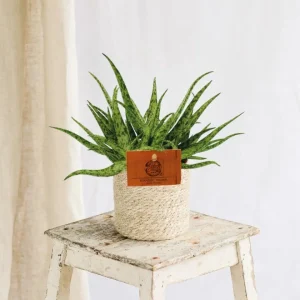 Aloe Spider
