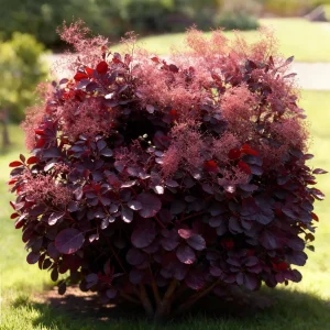 Arbre À Perruques (Cotinus coggygria) 'Lilla'