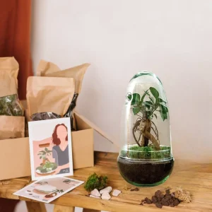 Kit Terrarium DIY - ALBA