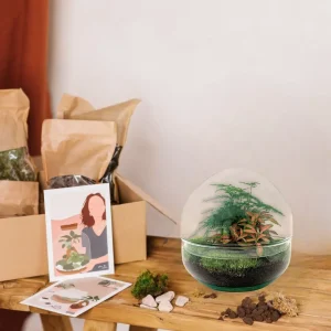Kit Terrarium DIY - DOME